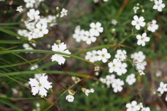 Alpen-Leimkraut (Silene alpestris) , rechts  ein Steinbrech-Gewächs