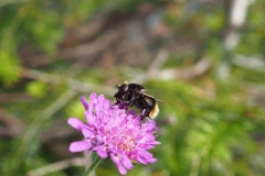 Hummel-Schwebfliege an Skabiose