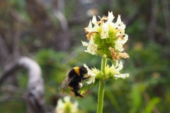 Hummel an Gelb-Betonie bzw. Gelbem Ziest