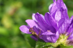 Knäuel-Glockenblume mit Spinne