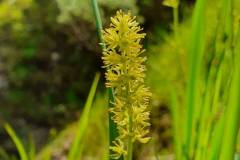 Gewöhnliche Simsenlilie (Tofieldia calyculata)