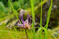 Kugelige Teufelskralle (Phyteum orbiculare)