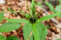 Einbeere (Paris quadrifolia)