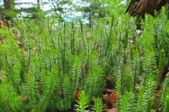 Sprossender Bärlapp (Lycopodium annotinum)