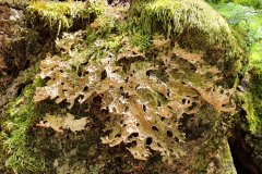 Lungenflechte (Lobaria pulmonaria)