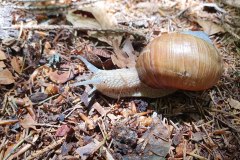 Die verfolgte Weinbergschnecke