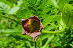 Tollkirsche (Atropa belladonna)