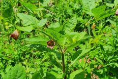 Tollkirsche (Atropa belladonna)