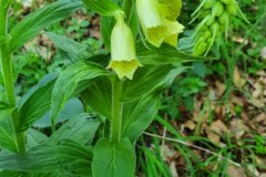 Gelbe Fingerhut (Digitalis lutea)