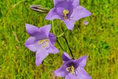 Pfirsichblättrige Glockenblume (Campanula persicifolia)