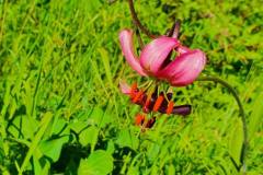 Türkenbundlilie (Lilium martagon)