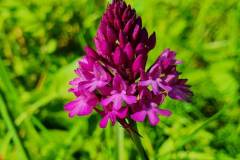 Pyramiden-Hundswurz (Anacamptis pyramidalis)