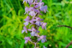 Mücken-Händelwurz (Gymnadenia conopsea)
