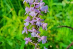 Mücken-Händelwurz (Gymnadenia conopsea)